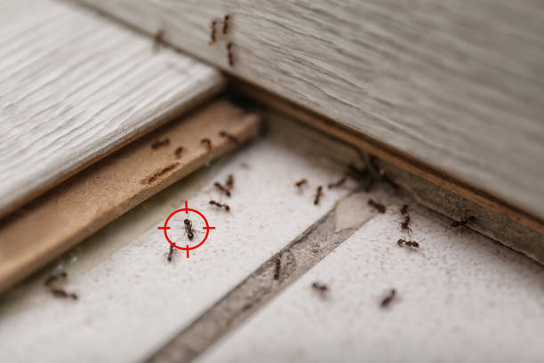 Best Mosquito Control Services  in Plains, TX