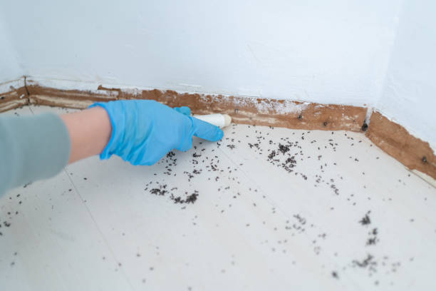 Best Residential Pest Control  in Plains, TX