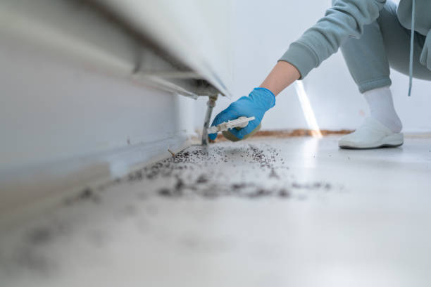 Best Cockroach Control Services  in Plains, TX